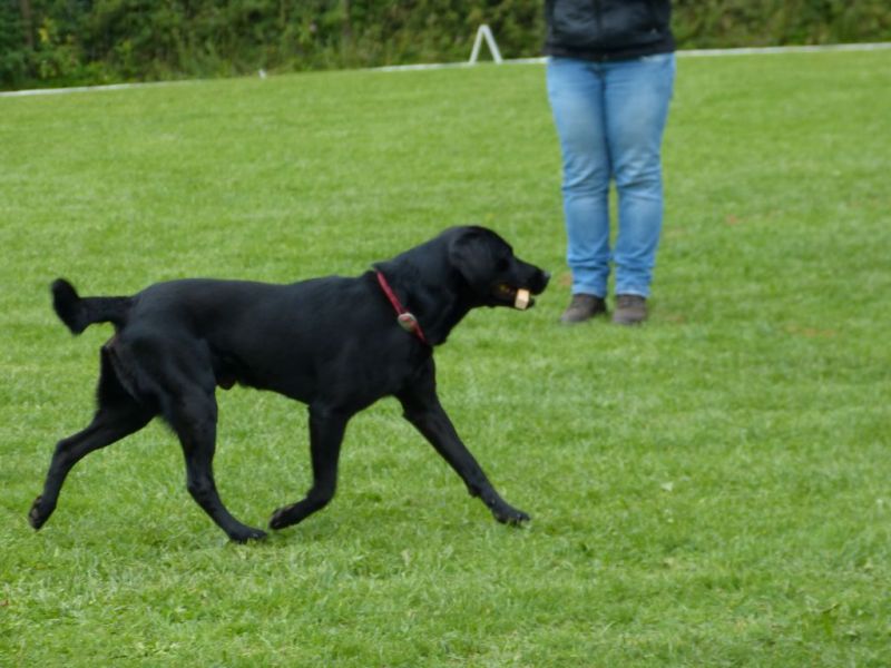 Obedience Prüfung 2015