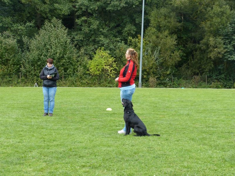 Obedience Prüfung 2015