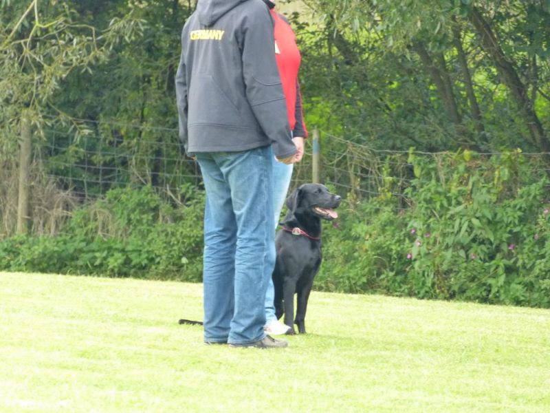 Obedience Prüfung 2015