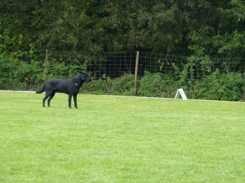 Obedience Prüfung 2015