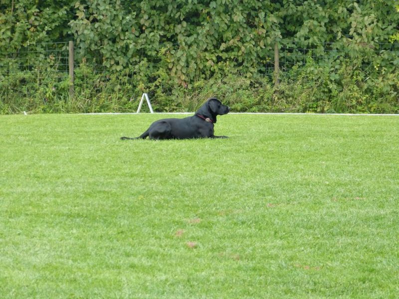 Obedience Prüfung 2015