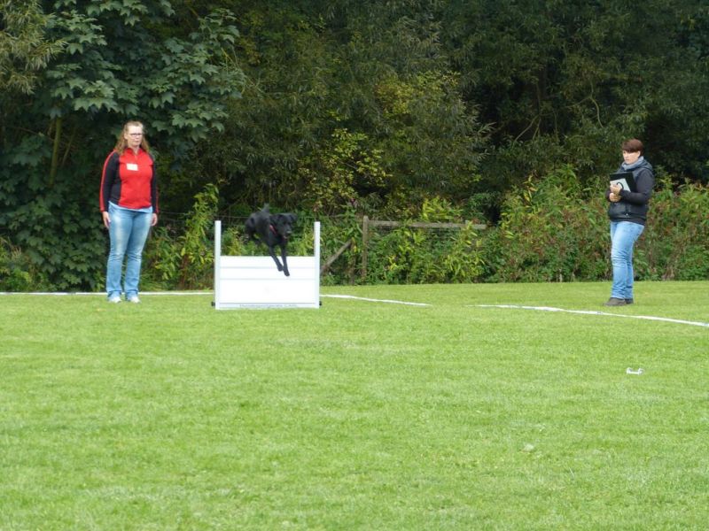 Obedience Prüfung 2015