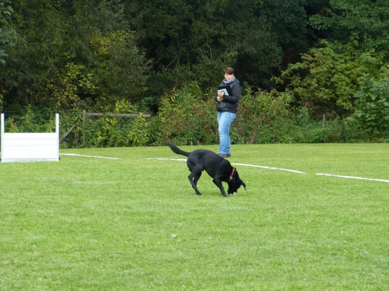 Obedience Prüfung 2015