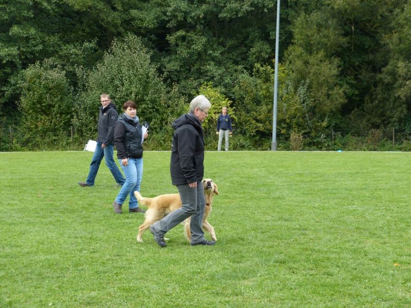Obedience Prüfung 2015