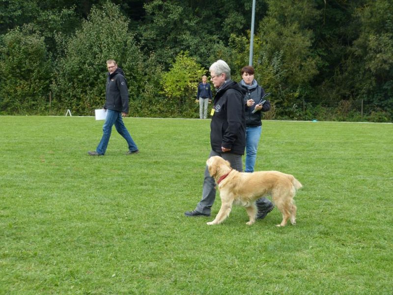 Obedience Prüfung 2015