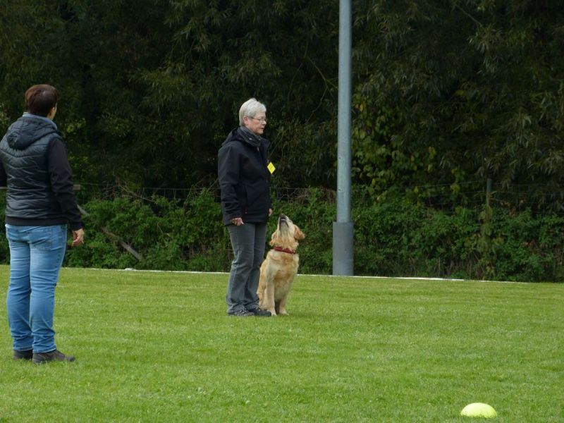 Obedience Prüfung 2015