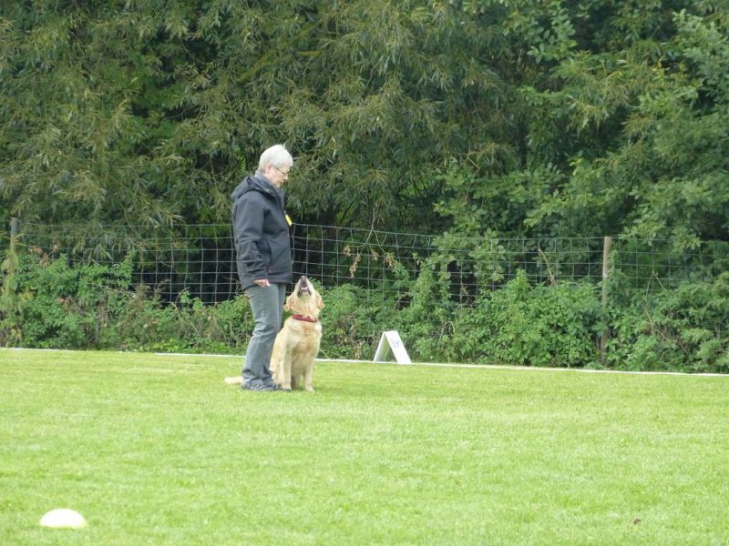 Obedience Prüfung 2015