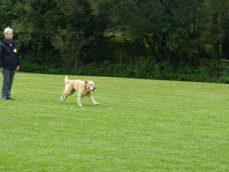 Obedience Prüfung 2015