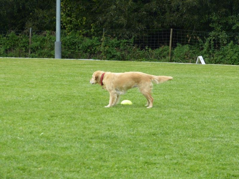 Obedience Prüfung 2015