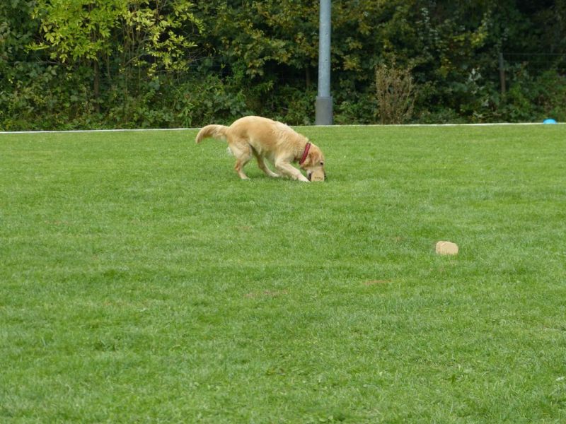 Obedience Prüfung 2015