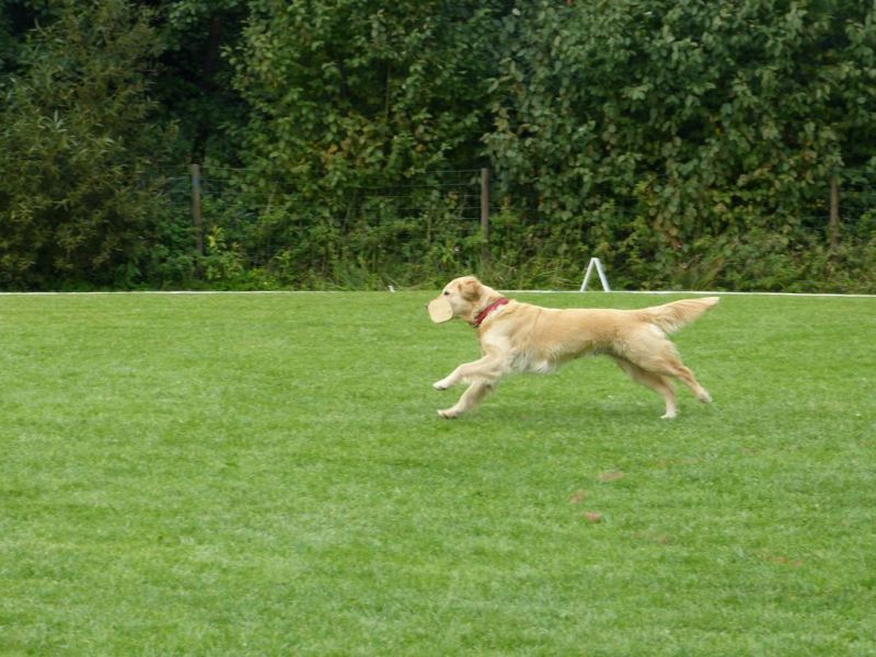 Obedience Prüfung 2015
