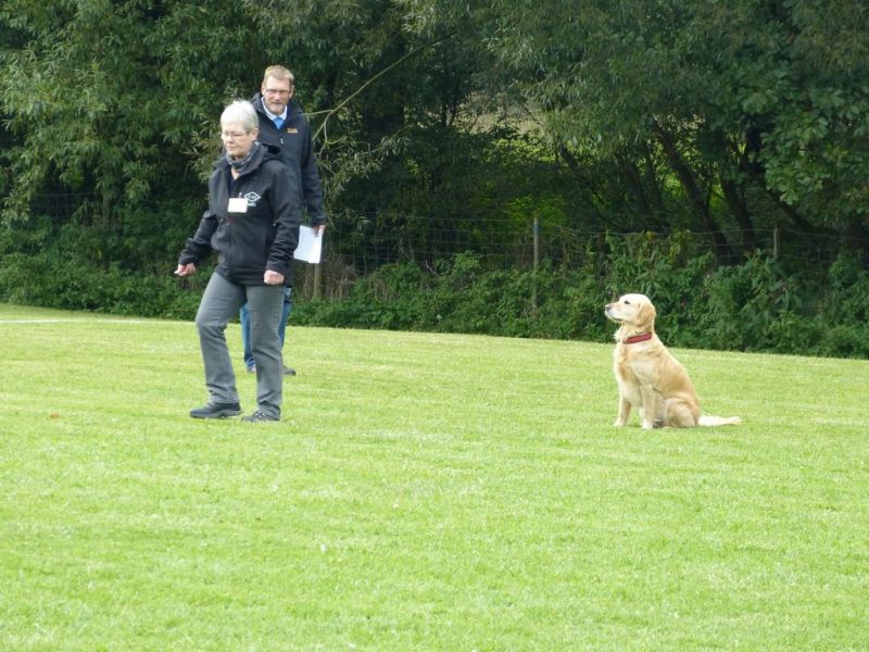 Obedience Prüfung 2015