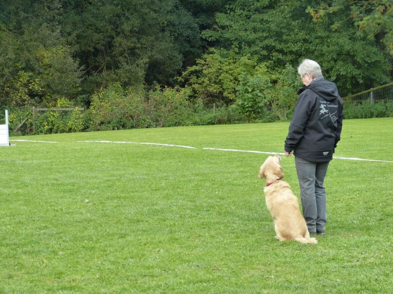 Obedience Prüfung 2015