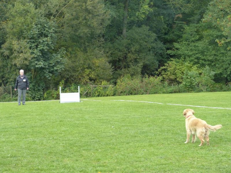 Obedience Prüfung 2015