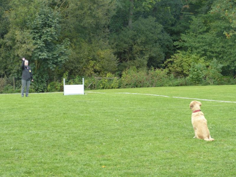 Obedience Prüfung 2015