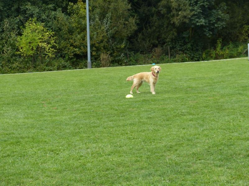 Obedience Prüfung 2015