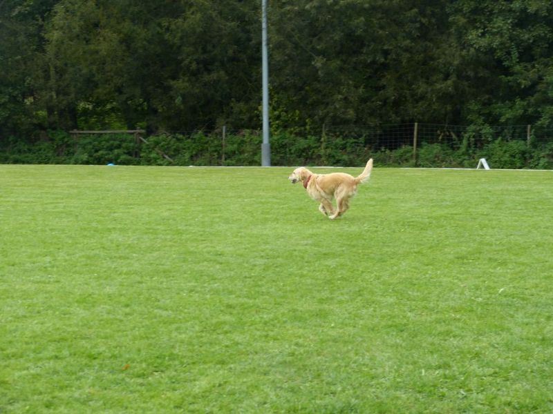 Obedience Prüfung 2015