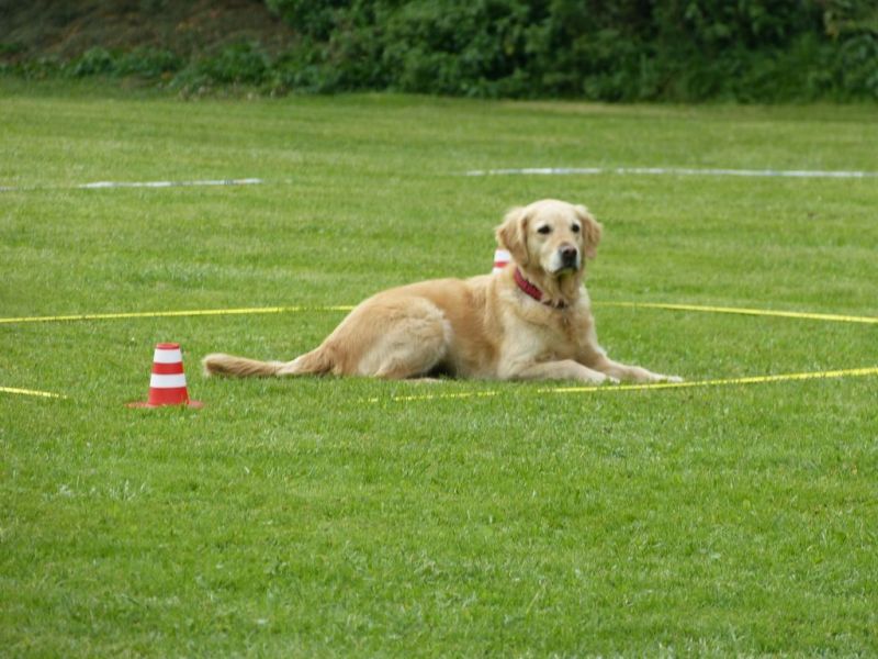 Obedience Prüfung 2015