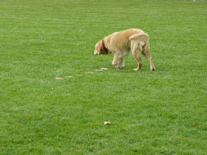 Obedience Prüfung 2015