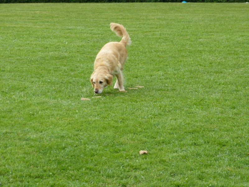 Obedience Prüfung 2015