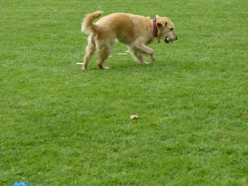 Obedience Prüfung 2015