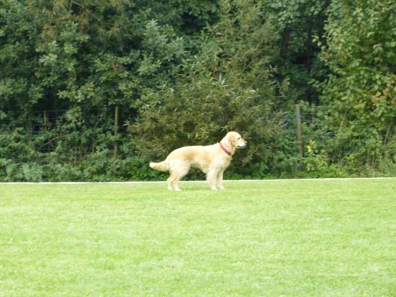 Obedience Prüfung 2015