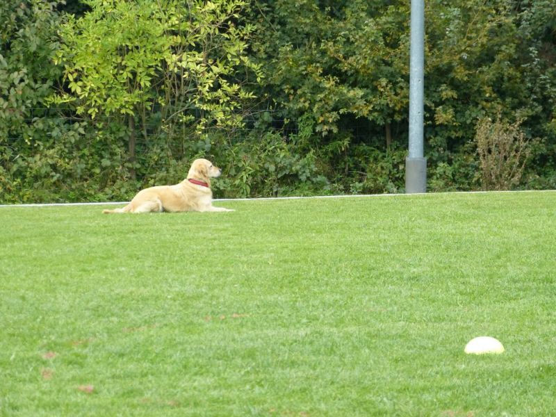 Obedience Prüfung 2015