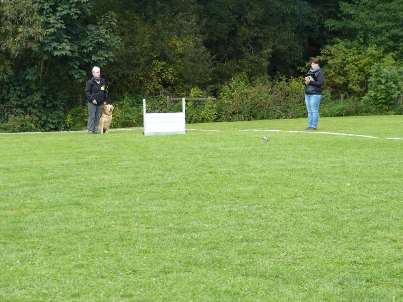 Obedience Prüfung 2015