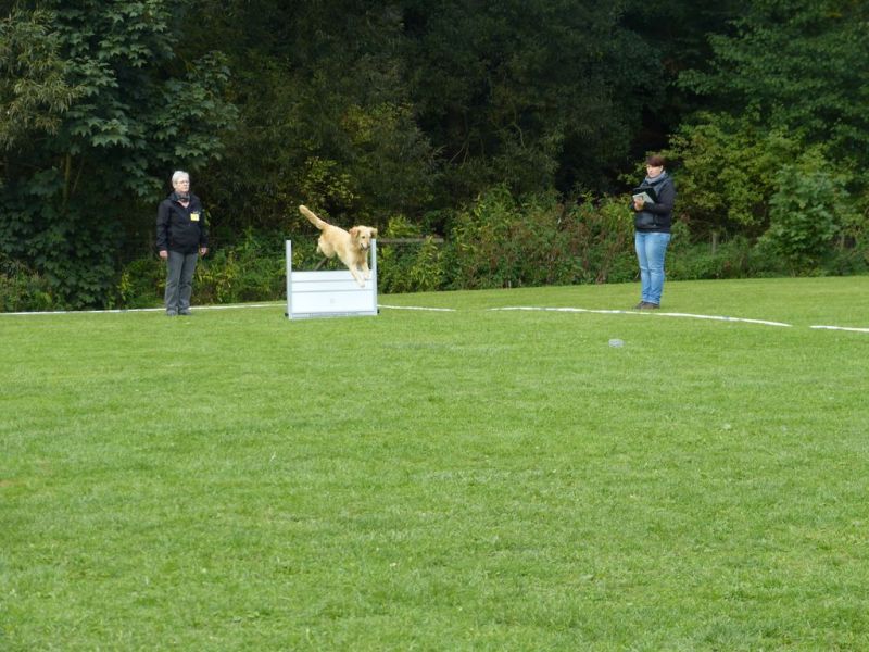 Obedience Prüfung 2015