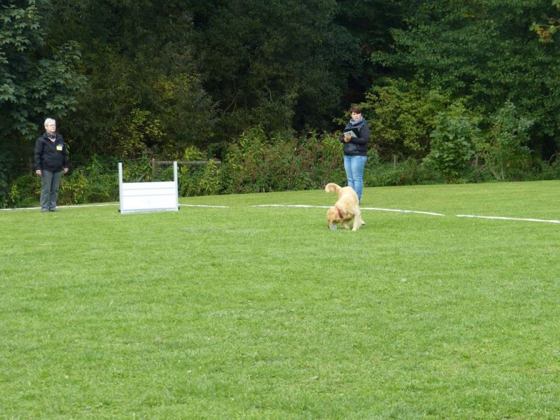 Obedience Prüfung 2015