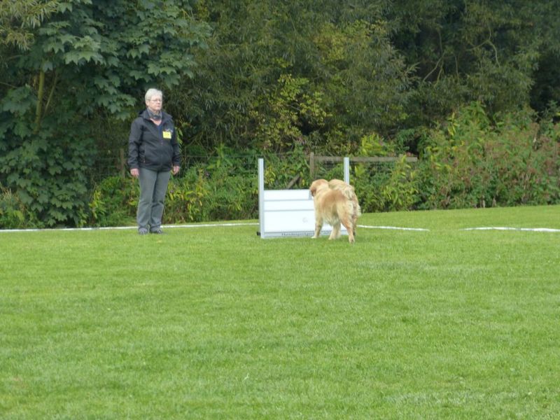 Obedience Prüfung 2015