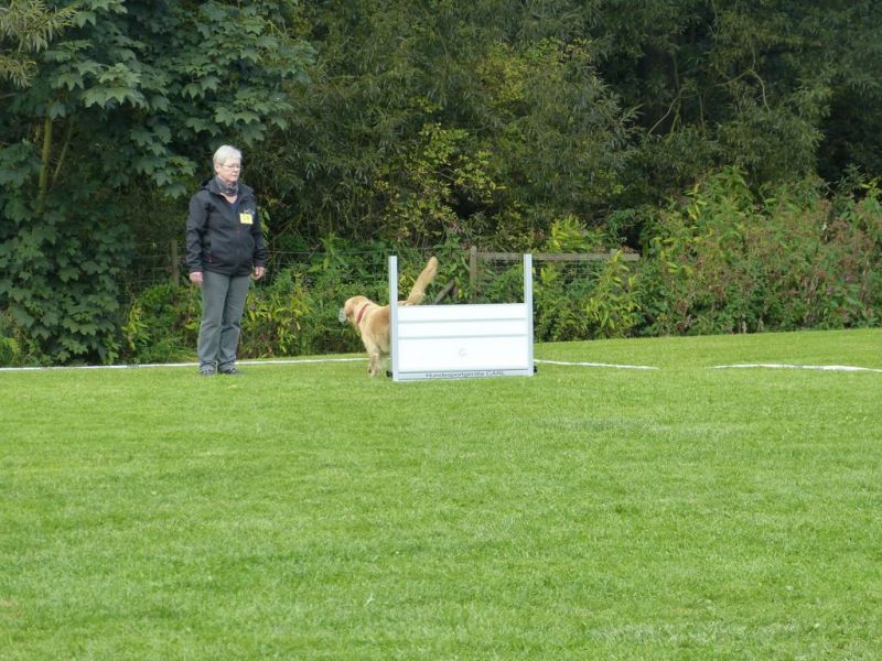 Obedience Prüfung 2015