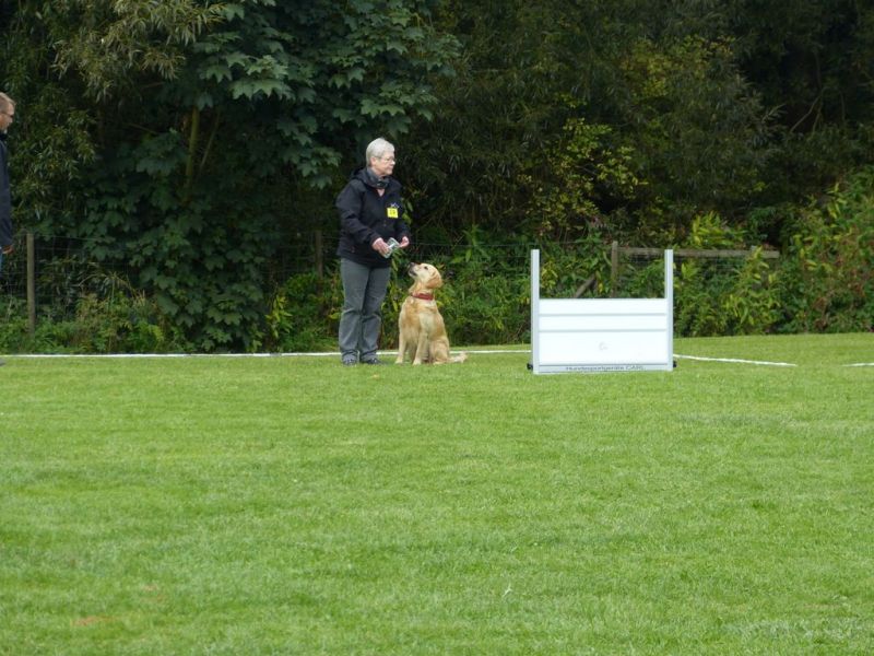 Obedience Prüfung 2015