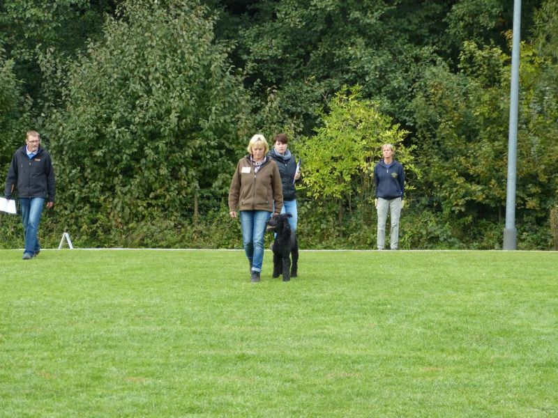 Obedience Prüfung 2015