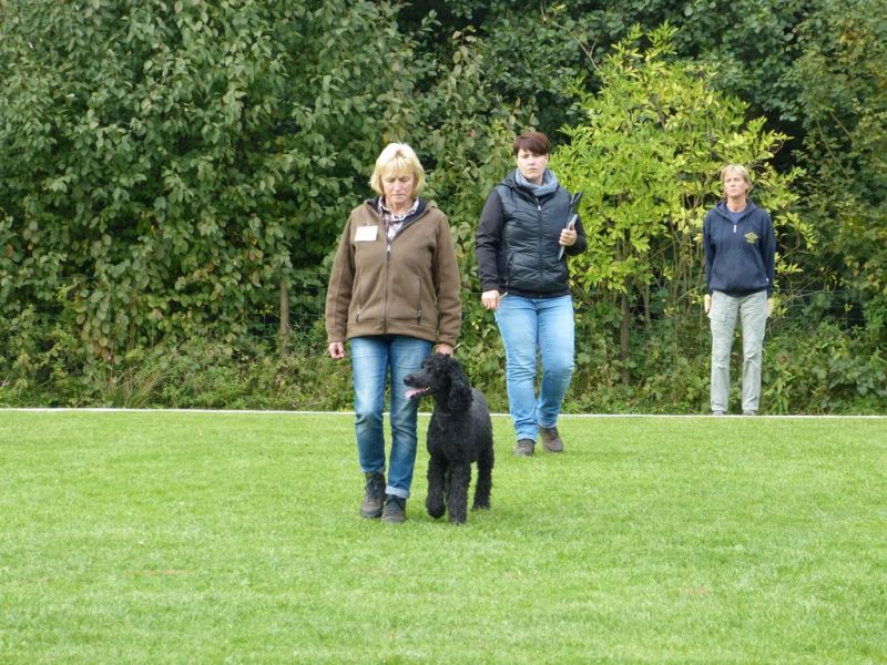 Obedience Prüfung 2015