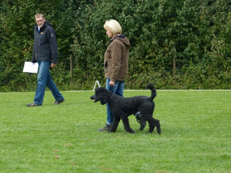 Obedience Prüfung 2015