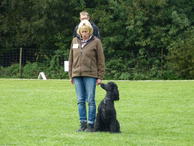 Obedience Prüfung 2015