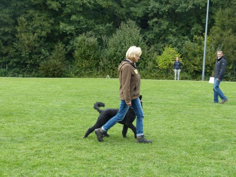 Obedience Prüfung 2015