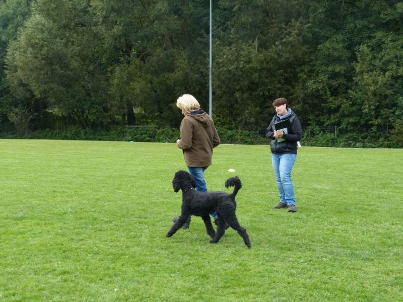 Obedience Prüfung 2015