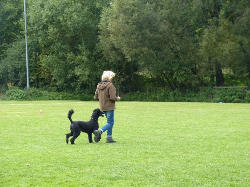Obedience Prüfung 2015