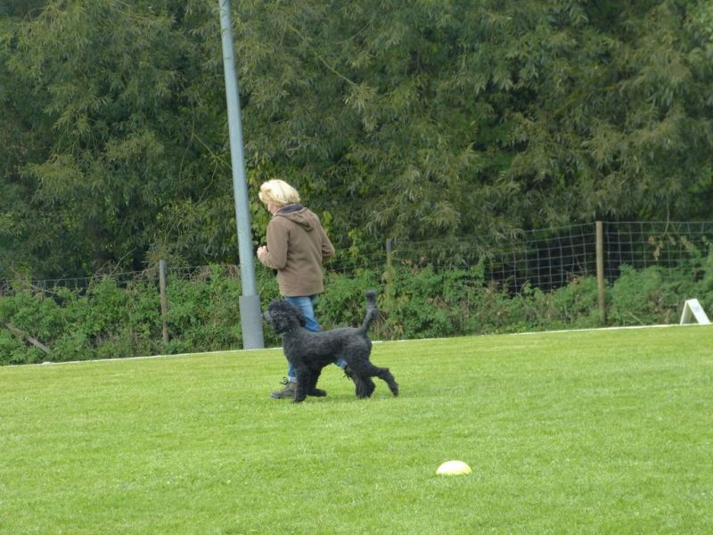 Obedience Prüfung 2015
