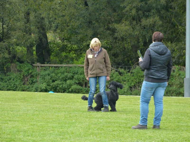 Obedience Prüfung 2015