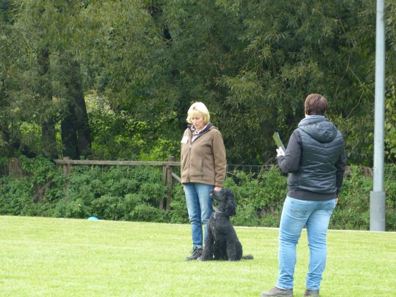 Obedience Prüfung 2015