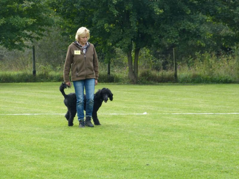 Obedience Prüfung 2015