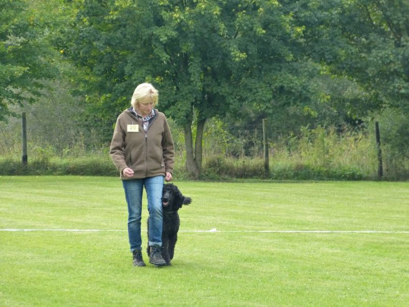 Obedience Prüfung 2015
