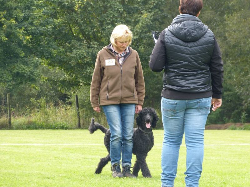 Obedience Prüfung 2015