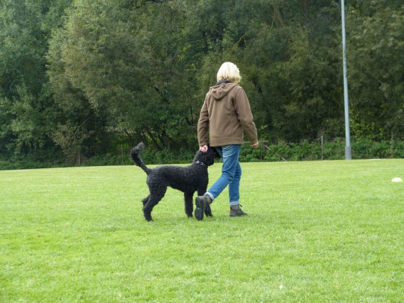 Obedience Prüfung 2015