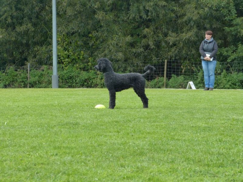 Obedience Prüfung 2015