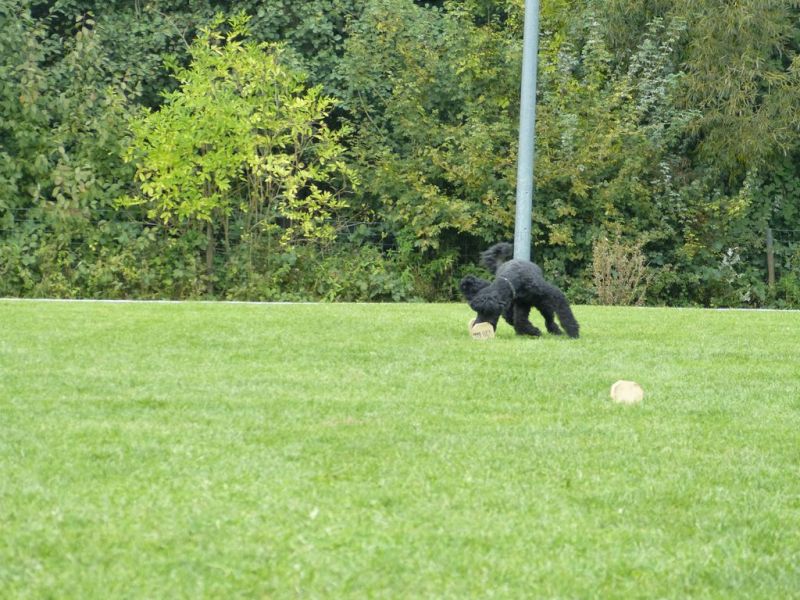 Obedience Prüfung 2015