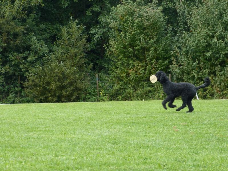 Obedience Prüfung 2015